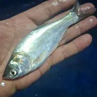 پخش/ بچه ماهی/ کپور وفیتوفا