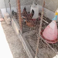 مرغ و خروس محلی