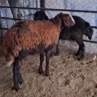 ۲عدد بره ماده|حیوانات مزرعه|سیمین شهر, |دیوار