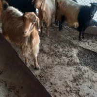 کره نر و بره نر و بز ابستن داشتی