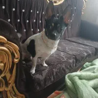 شیواوا بسیار کوچیک پول یه پرنده