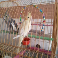 دو جفت عروس هلندی سالم