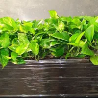 فلاور باکس فایبر گلاس