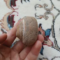 سنگ فسیل خودم پیدا کردم