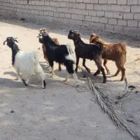 کره نر
