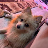 سگ پامر جنسیت نر