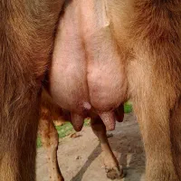 گاو با گوساله لوکس|حیوانات مزرعه|رشت, حمیدیان|دیوار