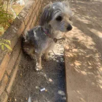 حیوان خانگی|سگ|دلیجان, |دیوار