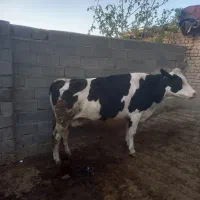 گاوشیری هلشتان 8ماه آبستن