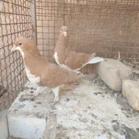 شهری زردوسینه سبز|پرنده|شیراز, اکبر آباد|دیوار