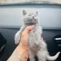 گربه اصیل بلو