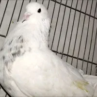 کبوتر پرشی بالای ۲ساعت