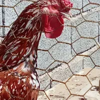 تخم مرغ نطفه دار محلی|حیوانات مزرعه|تبریز, |دیوار