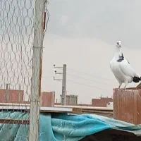 کفتر پلنگی|پرنده|گنبد کاووس, |دیوار