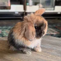 خرگوش تری کالر با اصالت