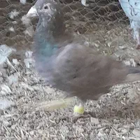 سار شکلاتی مقبول کفتر بم به ضمانت|پرنده|فریمان, |دیوار