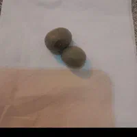 سنگ مهره گیاه