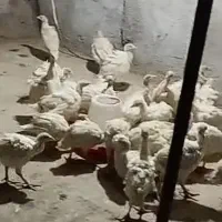 جوجه بقلمو و جوجه مرغ محلی|حیوانات مزرعه|داراب, |دیوار