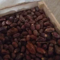 شادکان خنافر خروسی