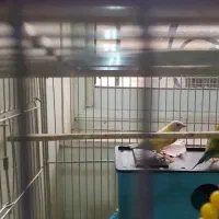 گلدین ماده بالغ آماده کاملا سرحال