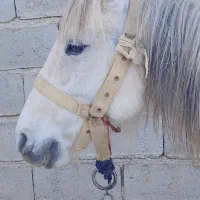 فروش اسب مادیان 6 ساله