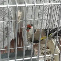 سهره نر جوجه سال