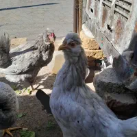 تخم مرغ گلین|حیوانات مزرعه|اقبالیه, |دیوار