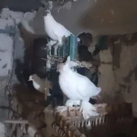 کبوتر هلمت (کله دمبی)|پرنده|لنده, |دیوار