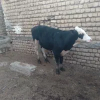 گوساله نر سیمینتال درجه یک