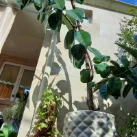 گل fikos|گل و گیاه طبیعی|رشت, پیرکلاچای|دیوار