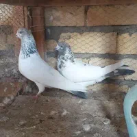 کله دم سبز درجه ۱