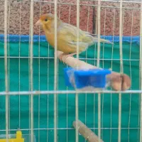 فروش قناری|پرنده|برازجان, |دیوار