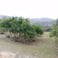 فروش فوری۸۰۰مترباغ گیلاس درقوچان