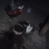 ۵عدد مرغ روستا تخمی یک عدد خوروس محلی نژاد اصل|حیوانات مزرعه|عجب شیر, |دیوار