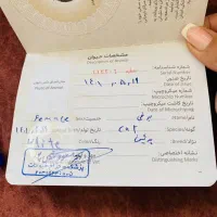 فروش گربه و بچه گربه|گربه|مریوان, |دیوار