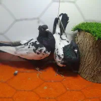 کبوتر سینه دار