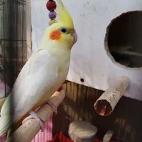 عروس هلندی جفت