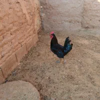 خروس سیاه بزرگ