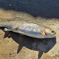 فروش انواع بچه ماهی کپور-قزل آلا