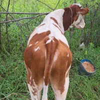 گوساله سمینتال اصیل