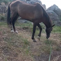اسب
