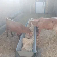 چبش و بزغاله پرواری|حیوانات مزرعه|سده (خراسان جنوبی), |دیوار