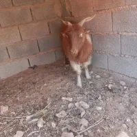 گوسفند بز|حیوانات مزرعه|کرمان, |دیوار