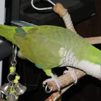 راهب سبز