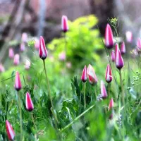 سوپراز  داریم برای دخترها و خانمها