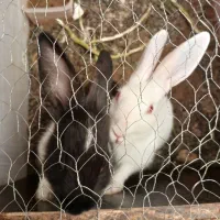 فروش خرگوش