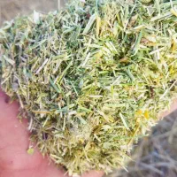 خار شتر تمیز بدون هیچ گرد خاک