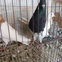 کبوتر کله سیاه نر پرنده شرطی