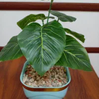 گل مصنوعی، گلدان، تزیینی، گیاه باکسی|گل مصنوعی|تهران, اسفندیاری|دیوار