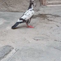 کبوتر مینا سبز گم شده